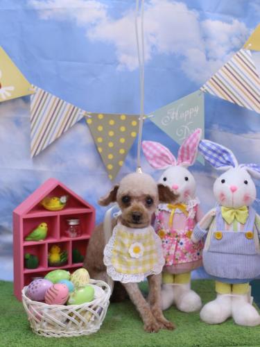 20240315きなこちゃん